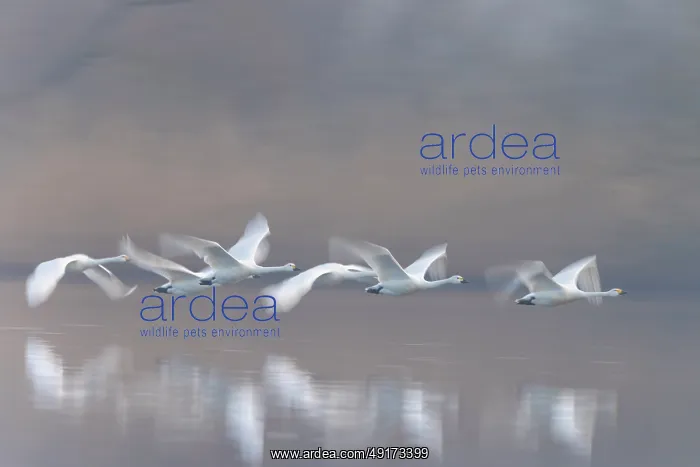 : Tundra Swans flight : Tundra Swans flight