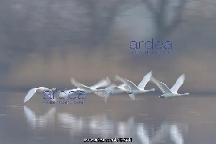 : Tundra Swans flight : Tundra Swans flight