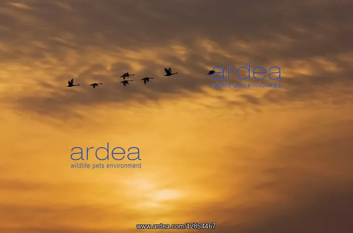 : Tundra Swans - in flight - at wintering grounds : Tundra Swans - in flight - at wintering grounds