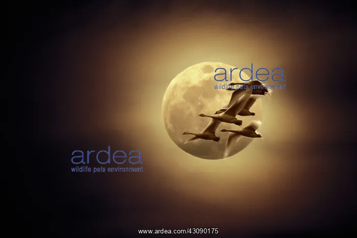 : Tundra Swans and moonglow : Tundra Swans and moonglow