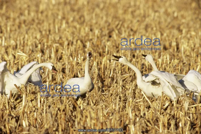 : Tundra Swans in territorial dispute : Tundra Swans in territorial dispute