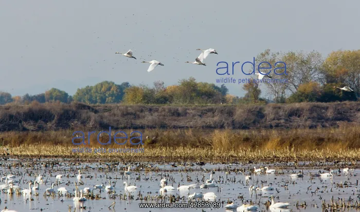 : Tundra Swans - at wintering grounds : Tundra Swans - at wintering grounds