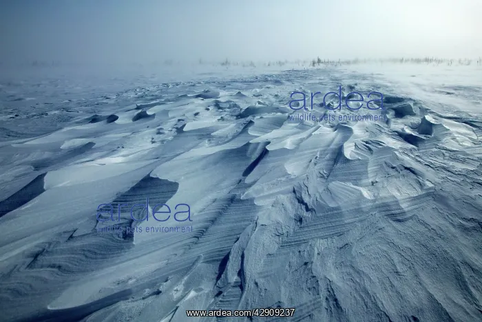  : Tundra & Taiga - in blizzard