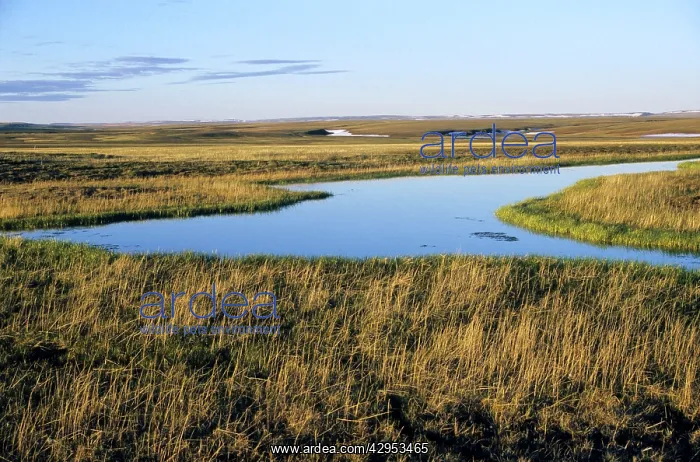 : Tundra view with a small lake in foreground and : Tundra view with a small lake in foreground and