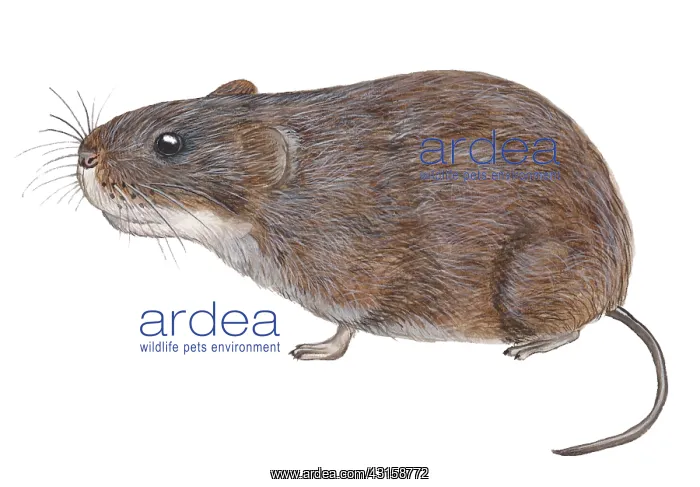 : Tundra Vole : Tundra Vole