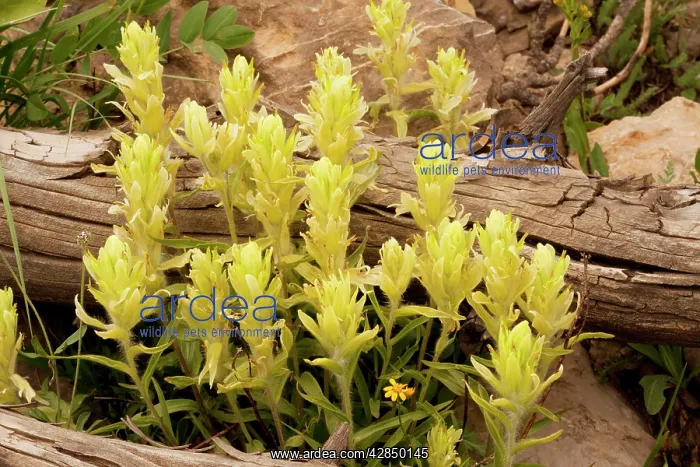 : Tundra / Western Paintbrush : Tundra / Western Paintbrush