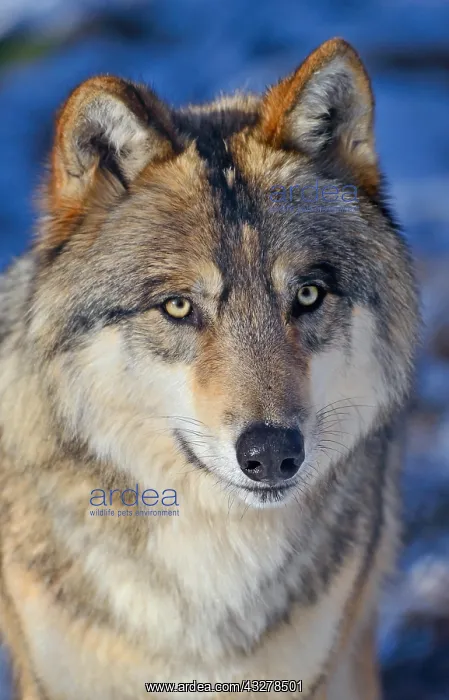 : Tundra wolf (Canis lupus albus), animal portrait : Tundra wolf (Canis lupus albus), animal portrait