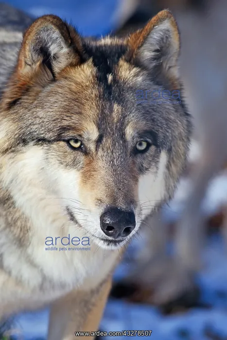 : Tundra wolf (Canis lupus albus), animal portrait : Tundra wolf (Canis lupus albus), animal portrait