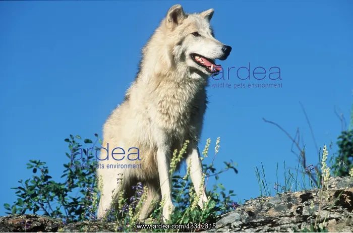: TUNDRA WOLF - close-up against sky : TUNDRA WOLF - close-up against sky