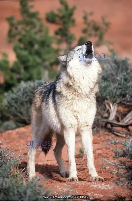 : TUNDRA WOLF - howling : TUNDRA WOLF - howling