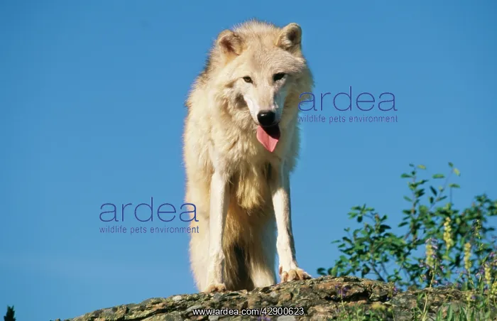 : TUNDRA WOLF - Panting wolf with tongue extended : TUNDRA WOLF - Panting wolf with tongue extended