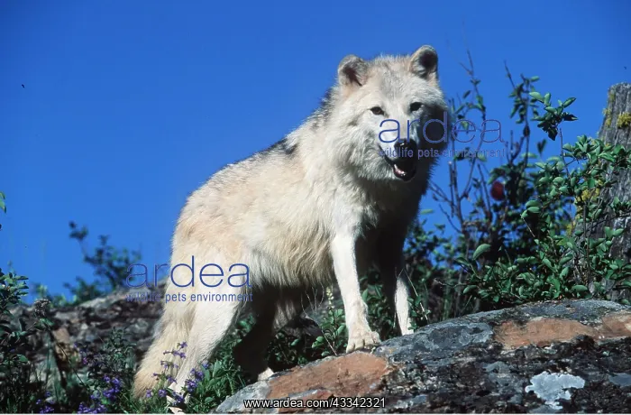 : TUNDRA WOLF - standing on rock : TUNDRA WOLF - standing on rock