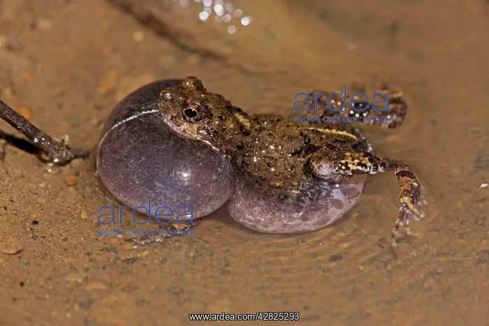 : Tungara Frog - male calling to attract females - in water : Tungara Frog - male calling to attract females - in water