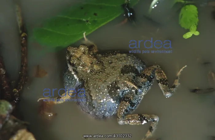 : Tungara Frog vocalizing : Tungara Frog vocalizing