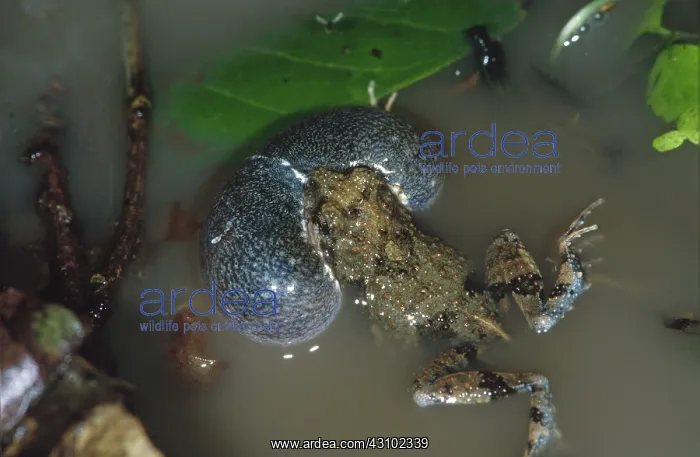 : Tungara Frog vocalizing : Tungara Frog vocalizing