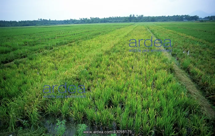 : Tungro virus in rice crop : Tungro virus in rice crop