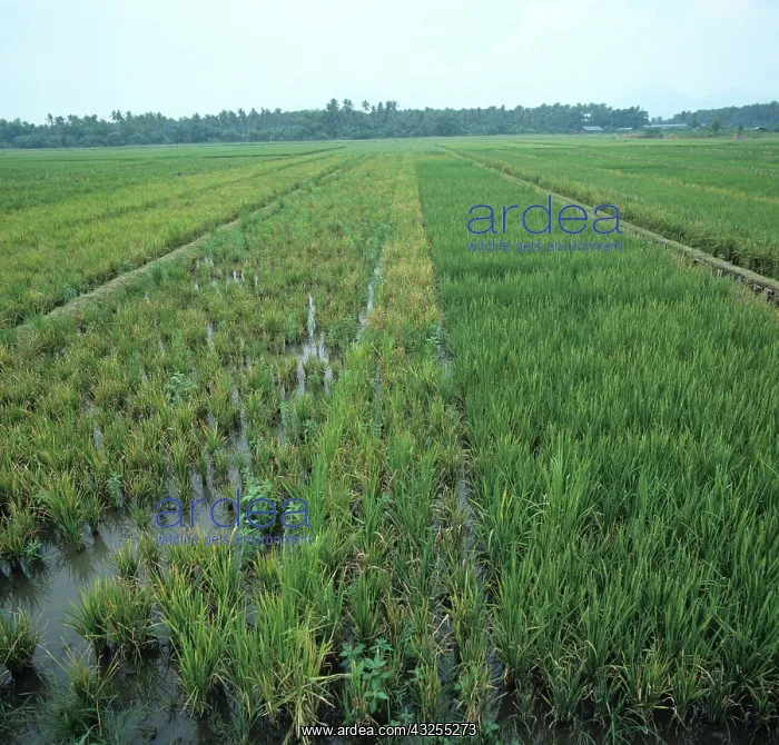 : Tungro virus in rice crop : Tungro virus in rice crop
