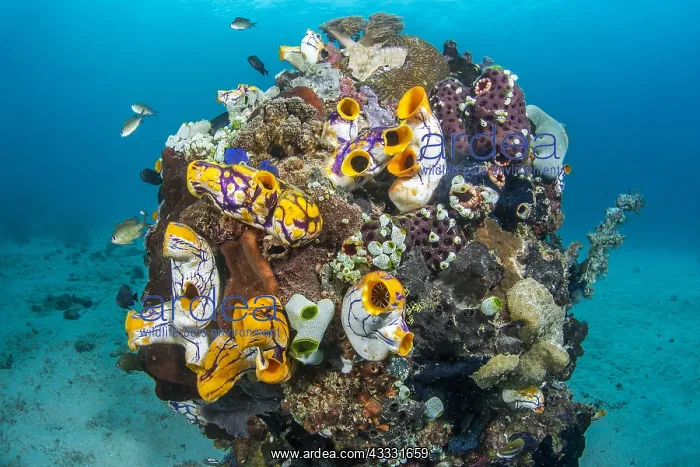 : Tunicate (Polycarpa aurata) and Urn ascidian (Atriolum : Tunicate (Polycarpa aurata) and Urn ascidian (Atriolum