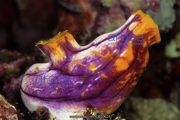 : Tunicate, Polycarpa aurata, Walindi, West New Britain, Papua : Tunicate, Polycarpa aurata, Walindi, West New Britain, Papua