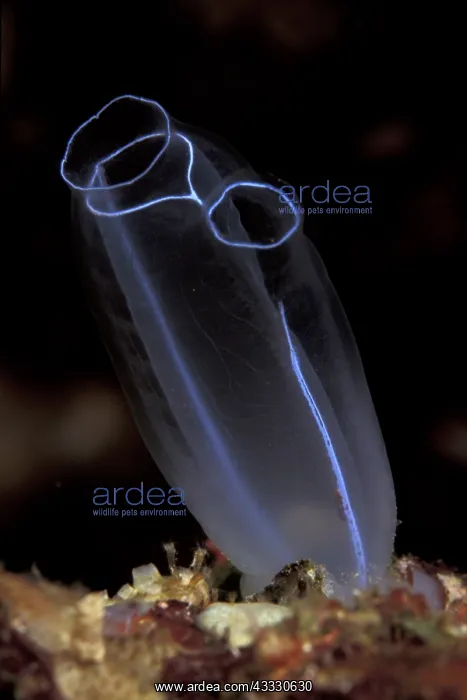 : Tunicate, Rhopalae crassa, Walindi, West New Britain, Papua : Tunicate, Rhopalae crassa, Walindi, West New Britain, Papua