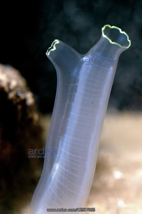 : Tunicate sea squirt : Tunicate sea squirt
