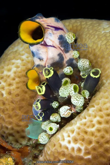 : Tunicates or ascidians Polycarpa aurata Clavelina robusta an : Tunicates or ascidians Polycarpa aurata Clavelina robusta an