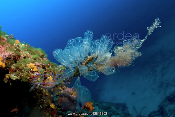 : Tunicates, Clavelina lepadiformis, Le Formiche dive-site, Po : Tunicates, Clavelina lepadiformis, Le Formiche dive-site, Po