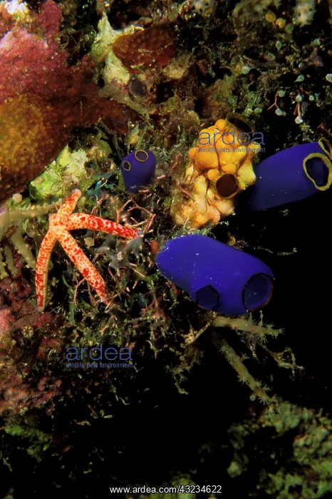 : Tunicates and seastar : Tunicates and seastar