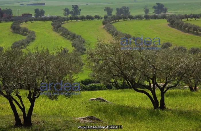 : Tunisia, Central Western Tunisia, Dougga : Tunisia, Central Western Tunisia, Dougga
