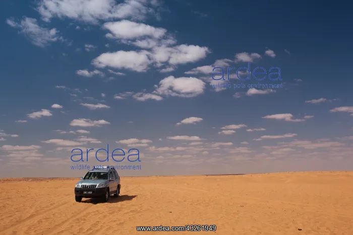: Tunisia, Ksour Area, Ksar Ghilane, 4x4 vehicle : Tunisia, Ksour Area, Ksar Ghilane, 4x4 vehicle