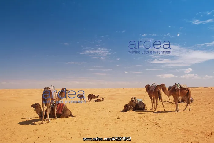 : Tunisia, Ksour Area, Ksar Ghilane, camel : Tunisia, Ksour Area, Ksar Ghilane, camel