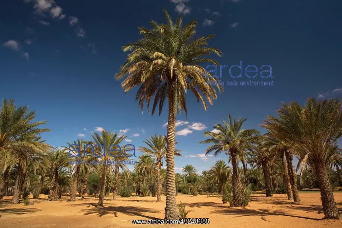 : Tunisia, Ksour Area, Ksar Ghilane, date : Tunisia, Ksour Area, Ksar Ghilane, date