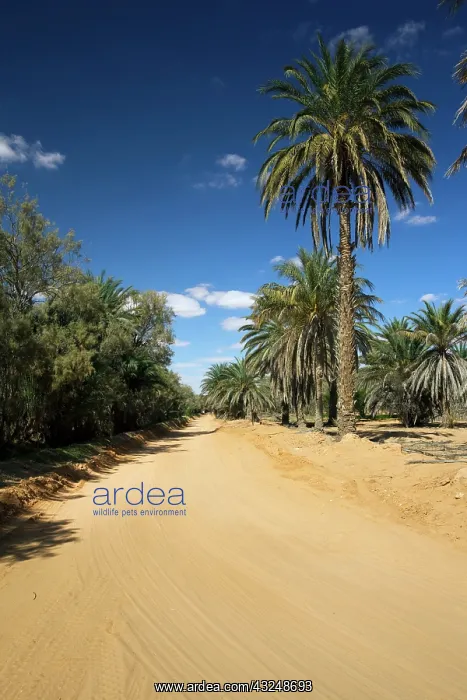 : Tunisia, Ksour Area, Ksar Ghilane, date : Tunisia, Ksour Area, Ksar Ghilane, date