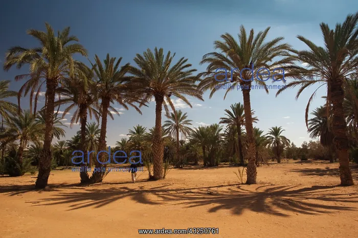 : Tunisia, Ksour Area, Ksar Ghilane, date : Tunisia, Ksour Area, Ksar Ghilane, date