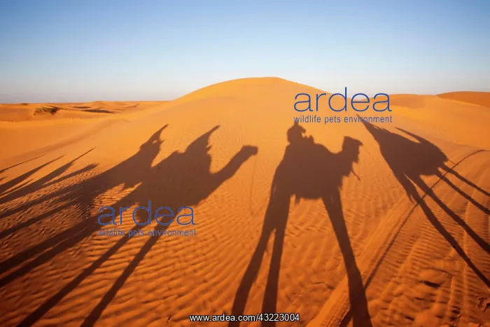 : Tunisia, Ksour Area, Ksar Ghilane, Grand : Tunisia, Ksour Area, Ksar Ghilane, Grand