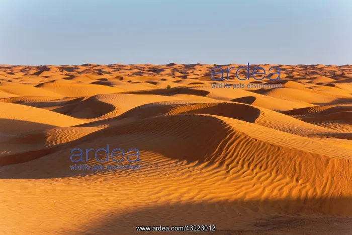 : Tunisia, Ksour Area, Ksar Ghilane, Grand : Tunisia, Ksour Area, Ksar Ghilane, Grand