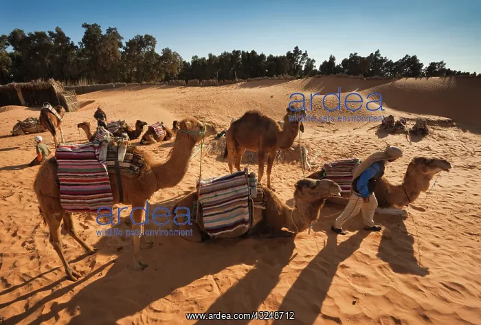 : Tunisia, Ksour Area, Ksar Ghilane, Grand : Tunisia, Ksour Area, Ksar Ghilane, Grand