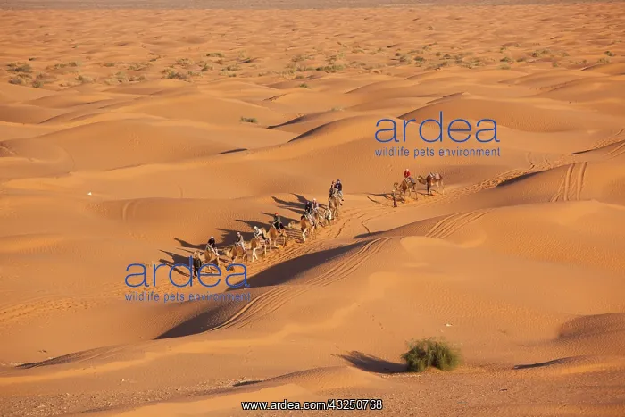 : Tunisia, Ksour Area, Ksar Ghilane, Grand : Tunisia, Ksour Area, Ksar Ghilane, Grand