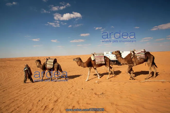 : Tunisia, Ksour Area, Ksar Ghilane, Grand : Tunisia, Ksour Area, Ksar Ghilane, Grand