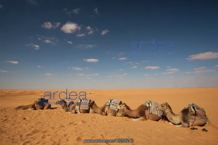 : Tunisia, Ksour Area, Ksar Ghilane, Grand : Tunisia, Ksour Area, Ksar Ghilane, Grand