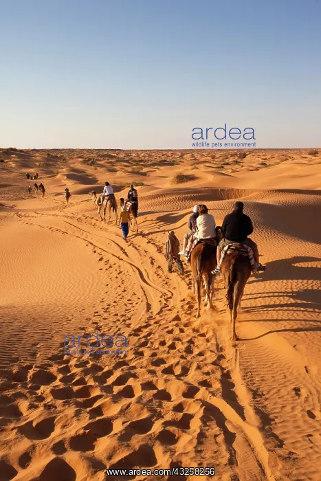  : Tunisia, Ksour Area, Ksar Ghilane, Grand