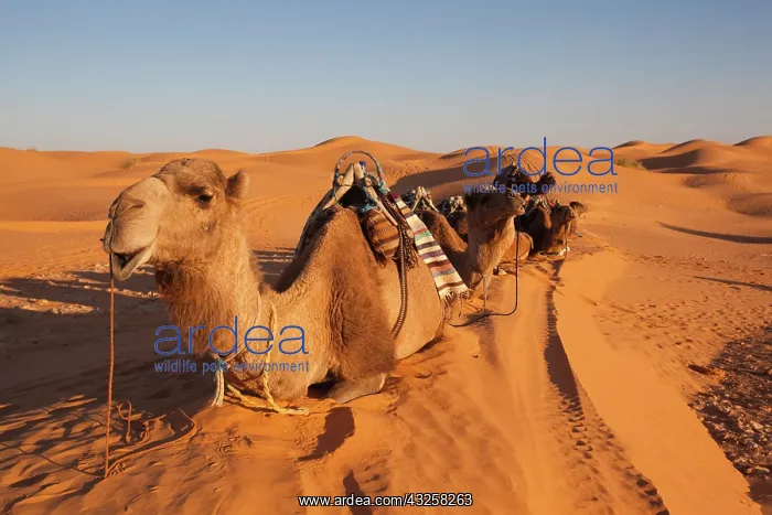 : Tunisia, Ksour Area, Ksar Ghilane, Grand : Tunisia, Ksour Area, Ksar Ghilane, Grand