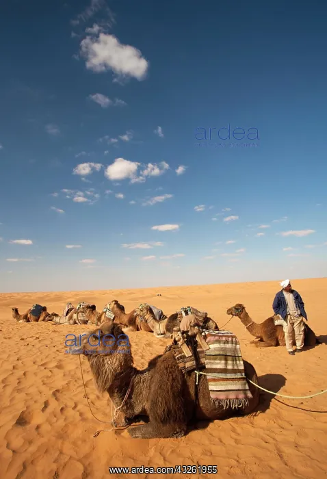 : Tunisia, Ksour Area, Ksar Ghilane, Grand : Tunisia, Ksour Area, Ksar Ghilane, Grand