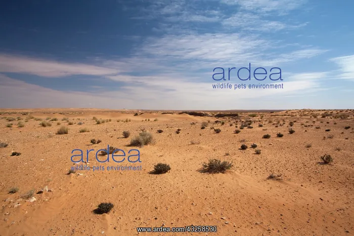 : Tunisia, Ksour Area, Ksar Ghilane, sand : Tunisia, Ksour Area, Ksar Ghilane, sand