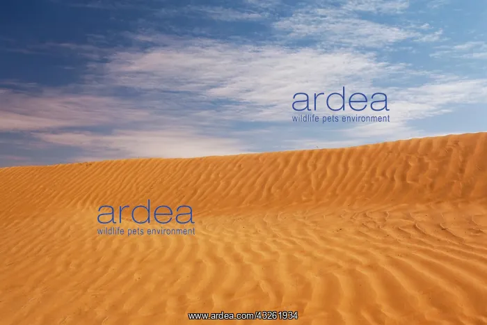 : Tunisia, Ksour Area, Ksar Ghilane, sand : Tunisia, Ksour Area, Ksar Ghilane, sand
