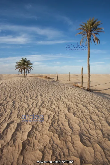  : Tunisia, Sahara Desert, Douz, Great Dune