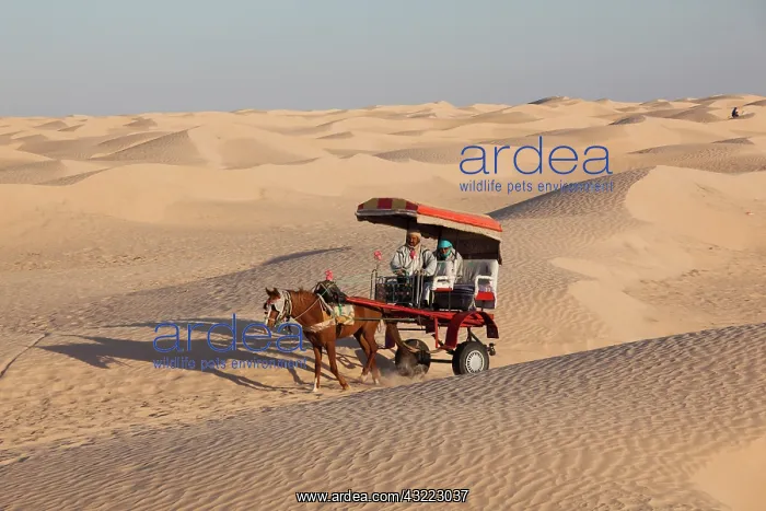 : Tunisia, Sahara Desert, Douz, Great Dune : Tunisia, Sahara Desert, Douz, Great Dune