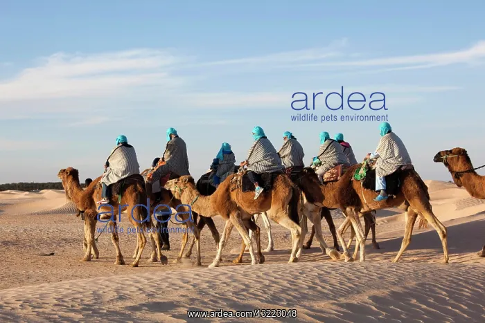  : Tunisia, Sahara Desert, Douz, Great Dune