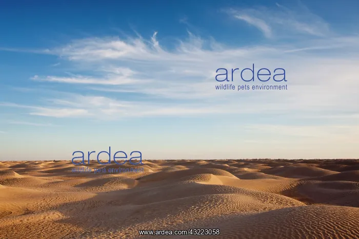  : Tunisia, Sahara Desert, Douz, Great Dune