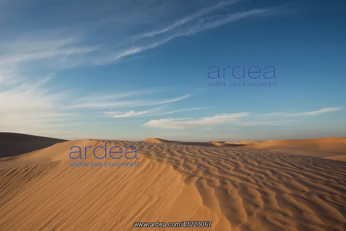  : Tunisia, Sahara Desert, Douz, Great Dune